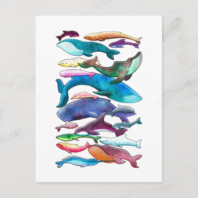 Whales, Dolphins & Porpoises Postcard (Front)