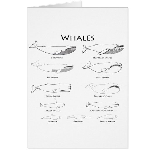 Whales (line art illustrations) cards (Front)