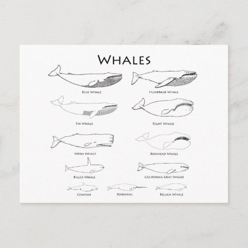 Whales line art illustrations postcard