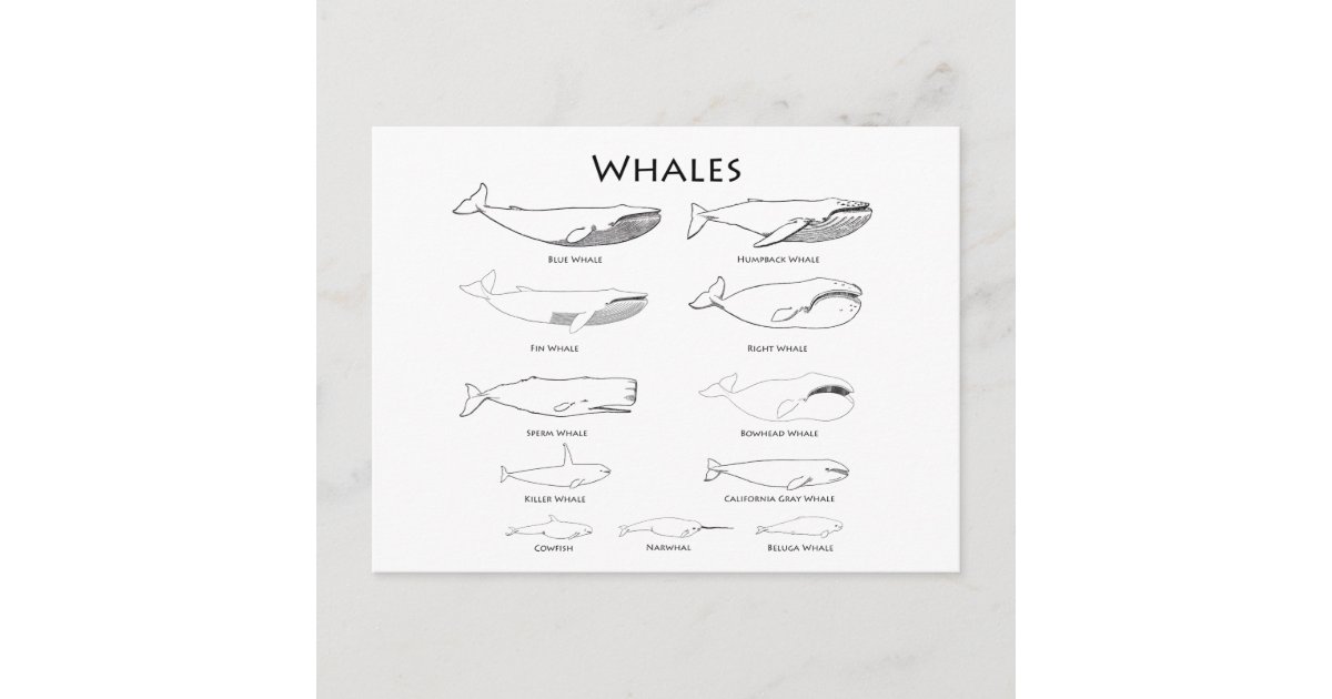 Whales (line art illustrations) postcard | Zazzle