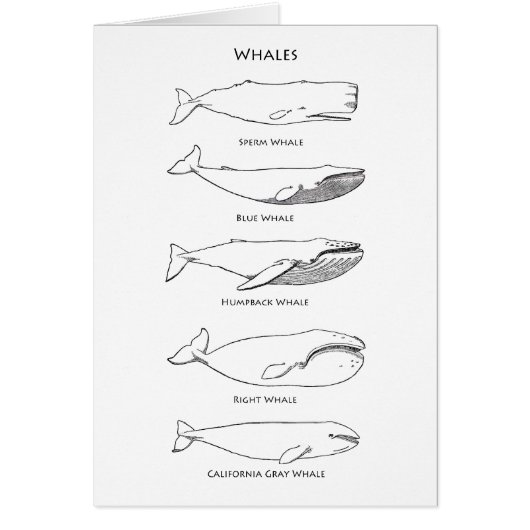 Whales Logo Cards (Front)