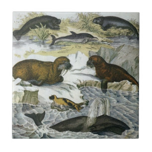 Whales, Seals and Walruses, Vintage Marine Animals Ceramic Tile