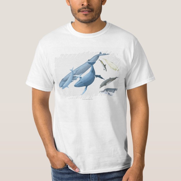 whale t shirt brand