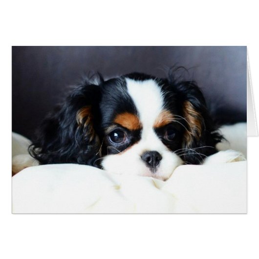 What a Face (Front Horizontal)