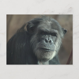 What a face? postcard