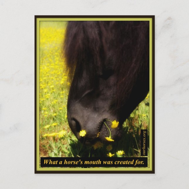 What a horse's mouth was created for postcard (Front)
