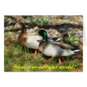 What a wonderful world! (Front Horizontal)