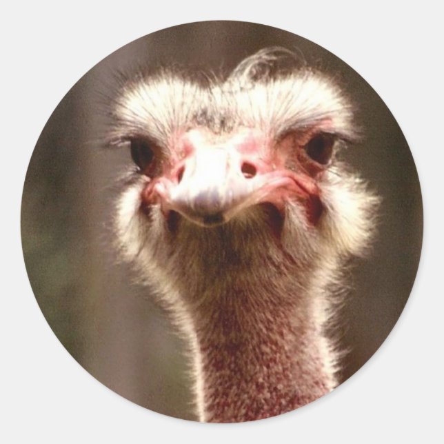 What are you looking at? classic round sticker (Front)