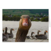 What Are You Looking At? (Goose Funny Face) (Front Horizontal)