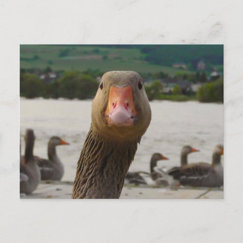 What Are You Looking At Goose Funny Face Postcard