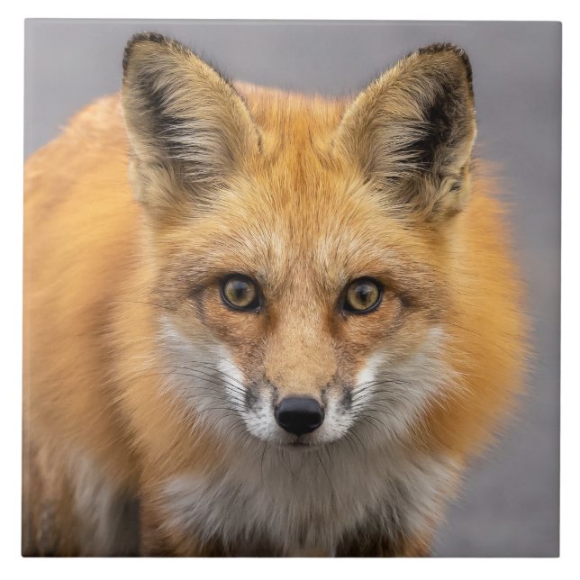 What Big Eyes You Have Ceramic Tile (Front)