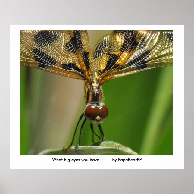 What big eyes you have......    ... poster (Front)