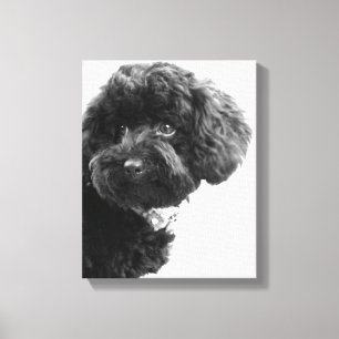 What? / Black Toy Poodle in B&W Photography Canvas Print