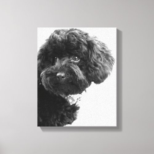 What  Black Toy Poodle in BW Photography Canvas Print