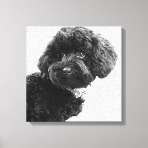 What  Black Toy Poodle in BW Photography Canvas Print