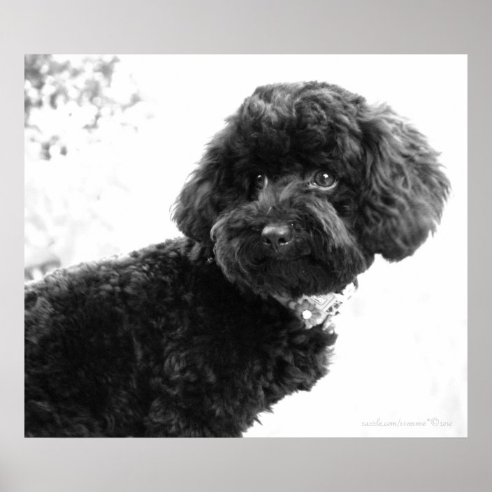 black and white toy poodle