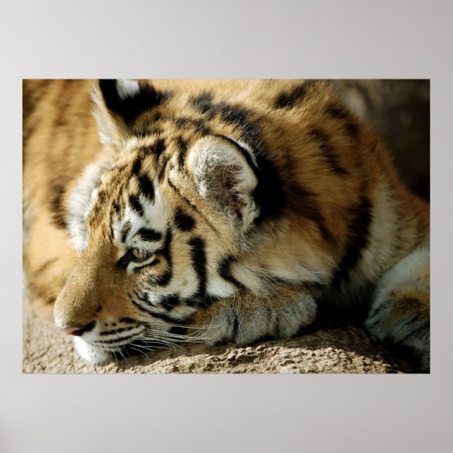 What can I do next? Poster (Front)