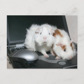 What chat room? postcard
