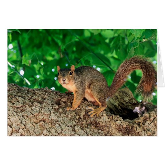 What? (color) (Front Horizontal)