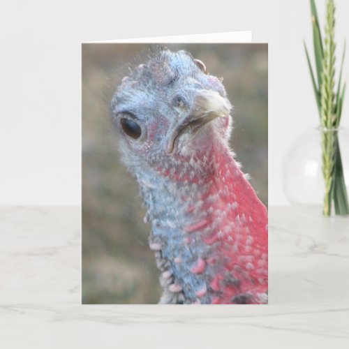 What? Confused Turkey Merry Christmas Holiday Card