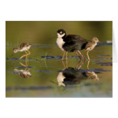 What cute chicks (Front Horizontal)