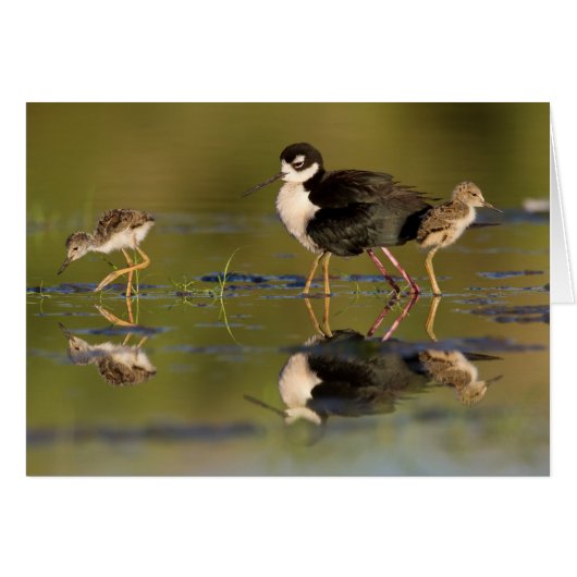 What cute chicks cards (Front Horizontal)