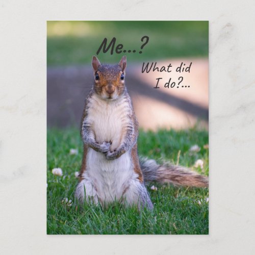 What did I doSquirrel Postcard
