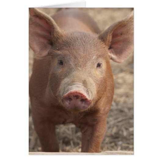 What did you say? (Front)