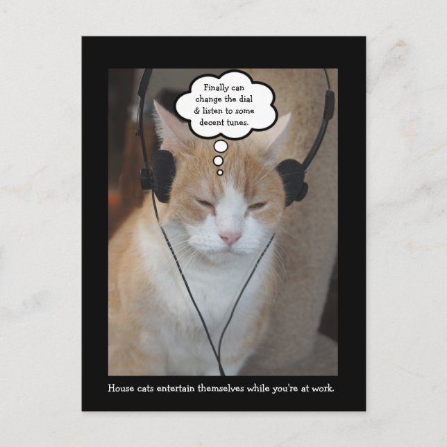 What do house cats do all day? postcard (Front)