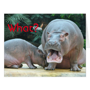 What Hippo  Cards