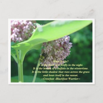 What Is Life? Postcard by archemedes at Zazzle