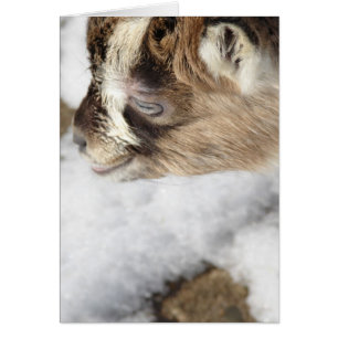 What is Snow? Baby goat sees snow for first time