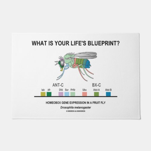 What Is Your Lifes Blueprint Drosophila Biology Doormat