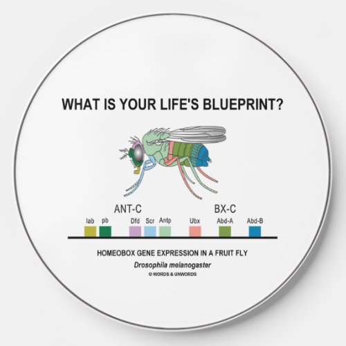 What Is Your Lifes Blueprint Drosophila Biology Wireless Charger