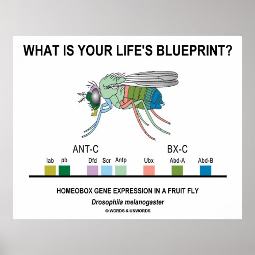 What Is Your Lifes Blueprint Gene Expression Poster