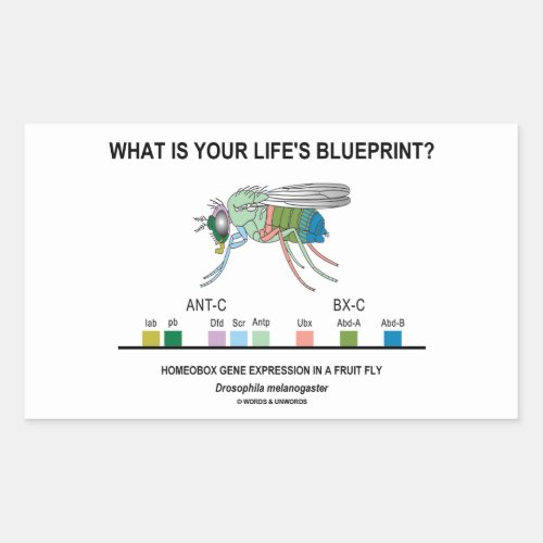 What Is Your Lifes Blueprint Gene Expression Rectangular Sticker