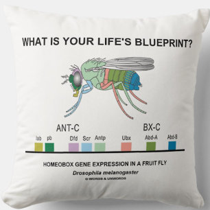 What Is Your Life's Blueprint? (Homeobox Genes) Throw Pillow