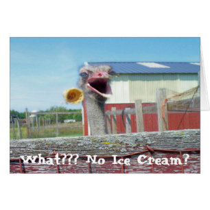 What No Ice Cream - Ostrich Farm Cards