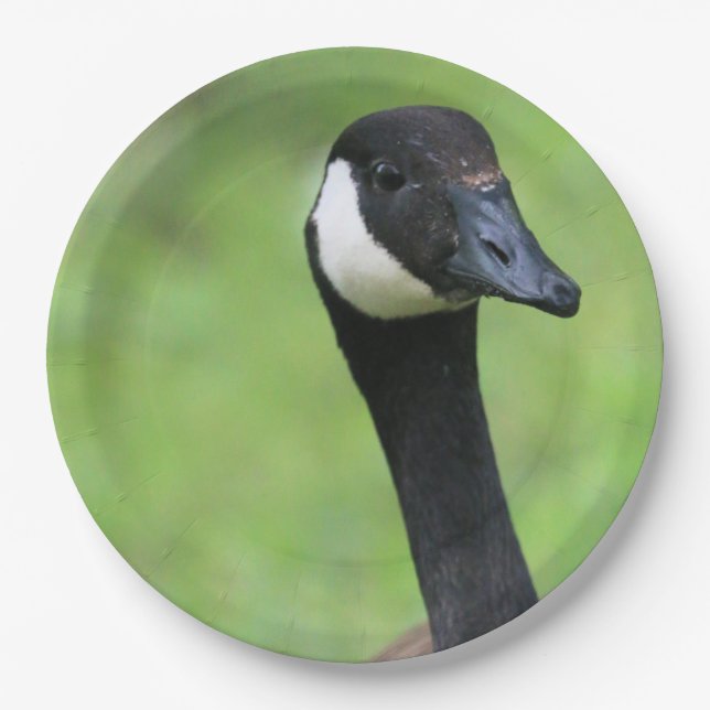 What? Paper Plates (Front)