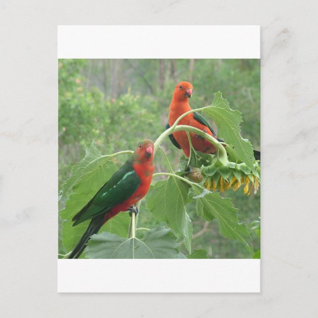 What? Postcard (Front)