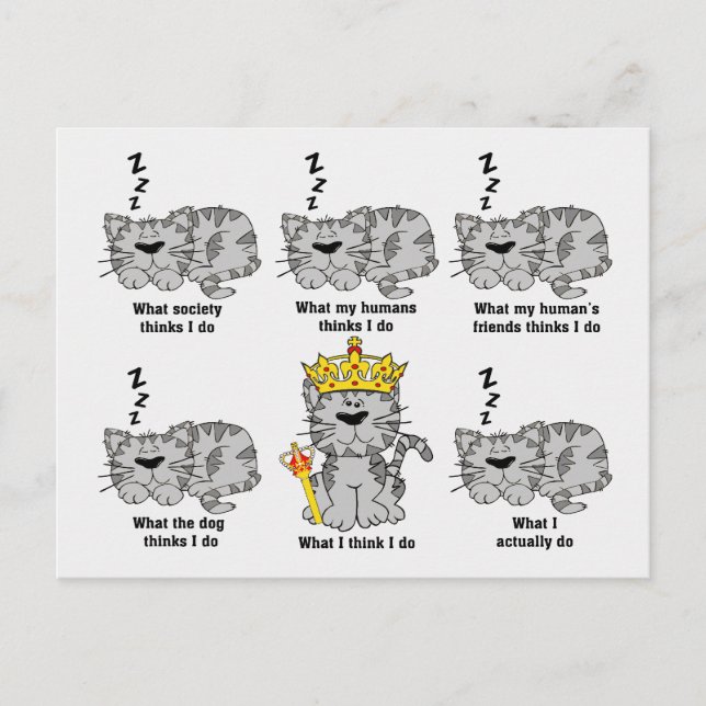 What The Cat Thinks Funny Postcard (Front)