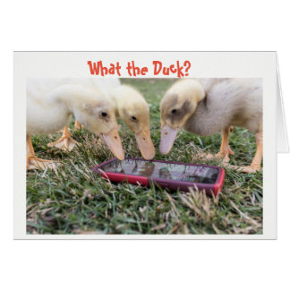 What the Duck? Cards