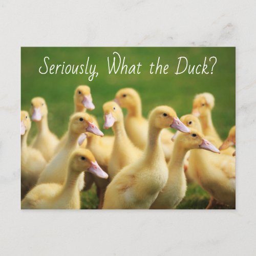 What the Duck Cute Ducklings Postcard
