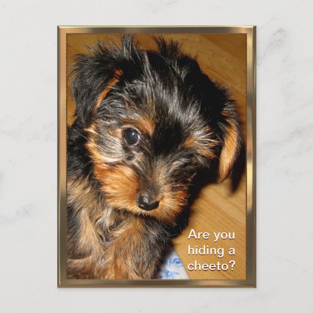 What you hiding? Customizable Postcard (Front)