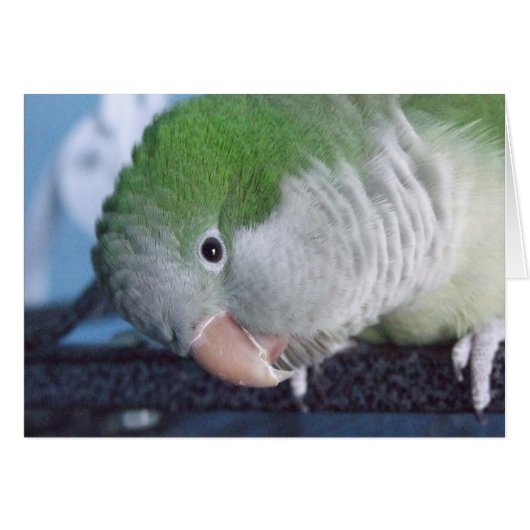 Whatcha Doin'? Quaker Parakeet Cards (Front Horizontal)