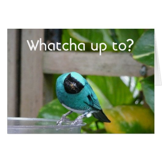 Whatcha up to? cards (Front Horizontal)