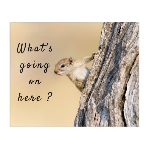 Whats going on here squirrel photo with text acrylic print