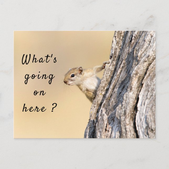 What's going on here squirrel photo with text postcard (Front)