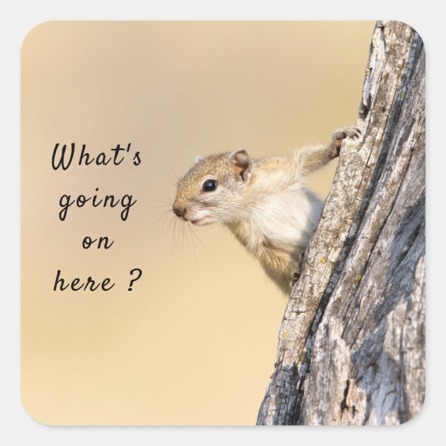 What's going on here squirrel photo with text square sticker (Front)