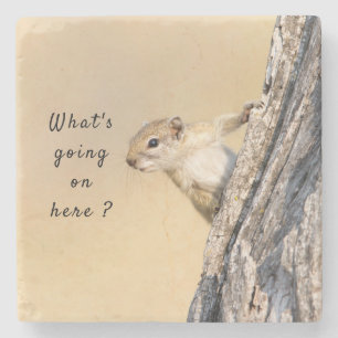 What's going on here squirrel photo with text stone coaster